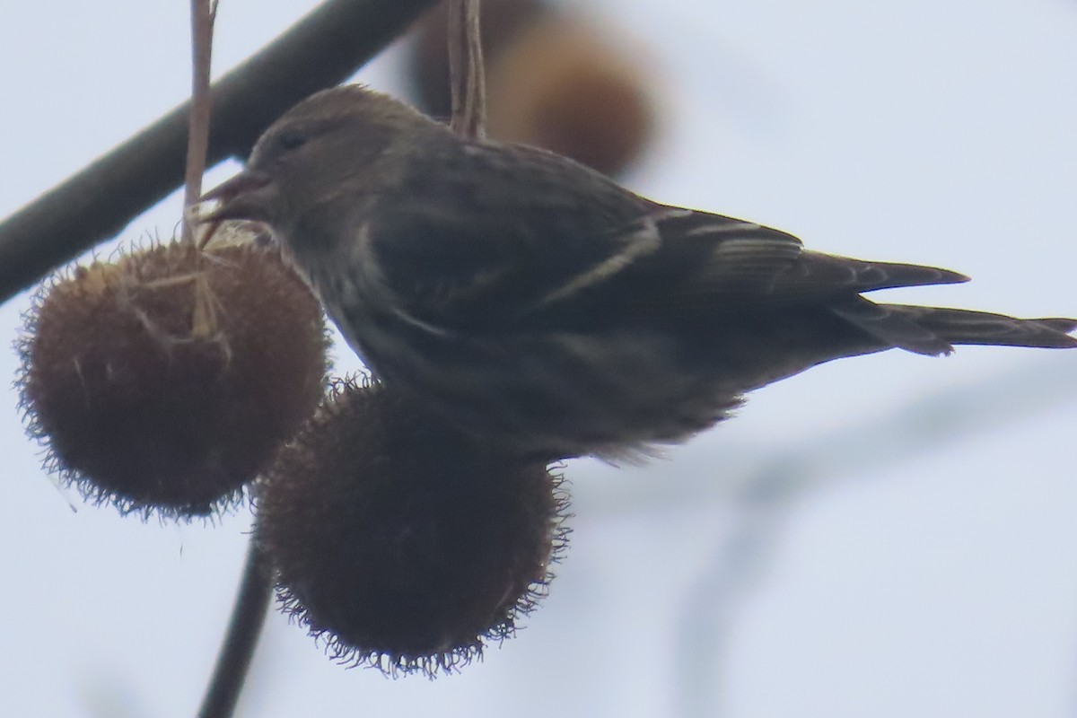 Pine Siskin - Jon Selle