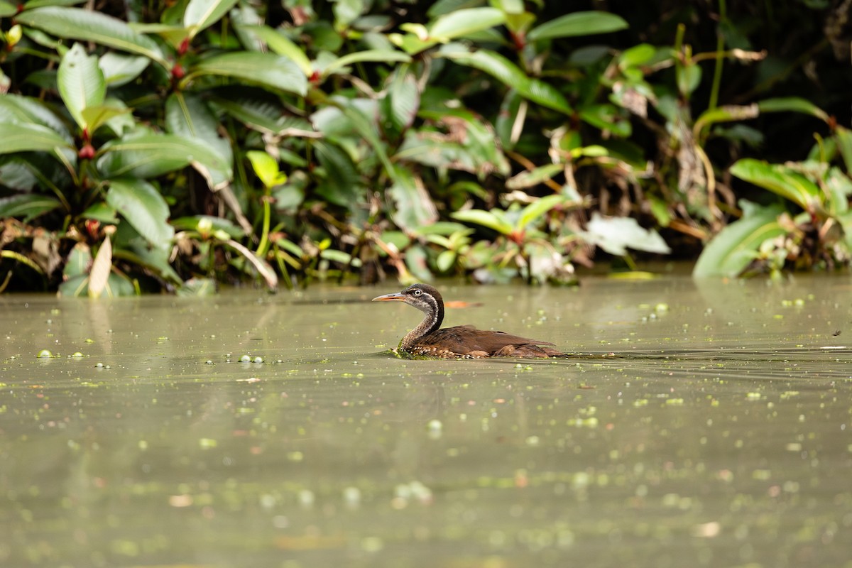 African Finfoot - Anders Peltomaa