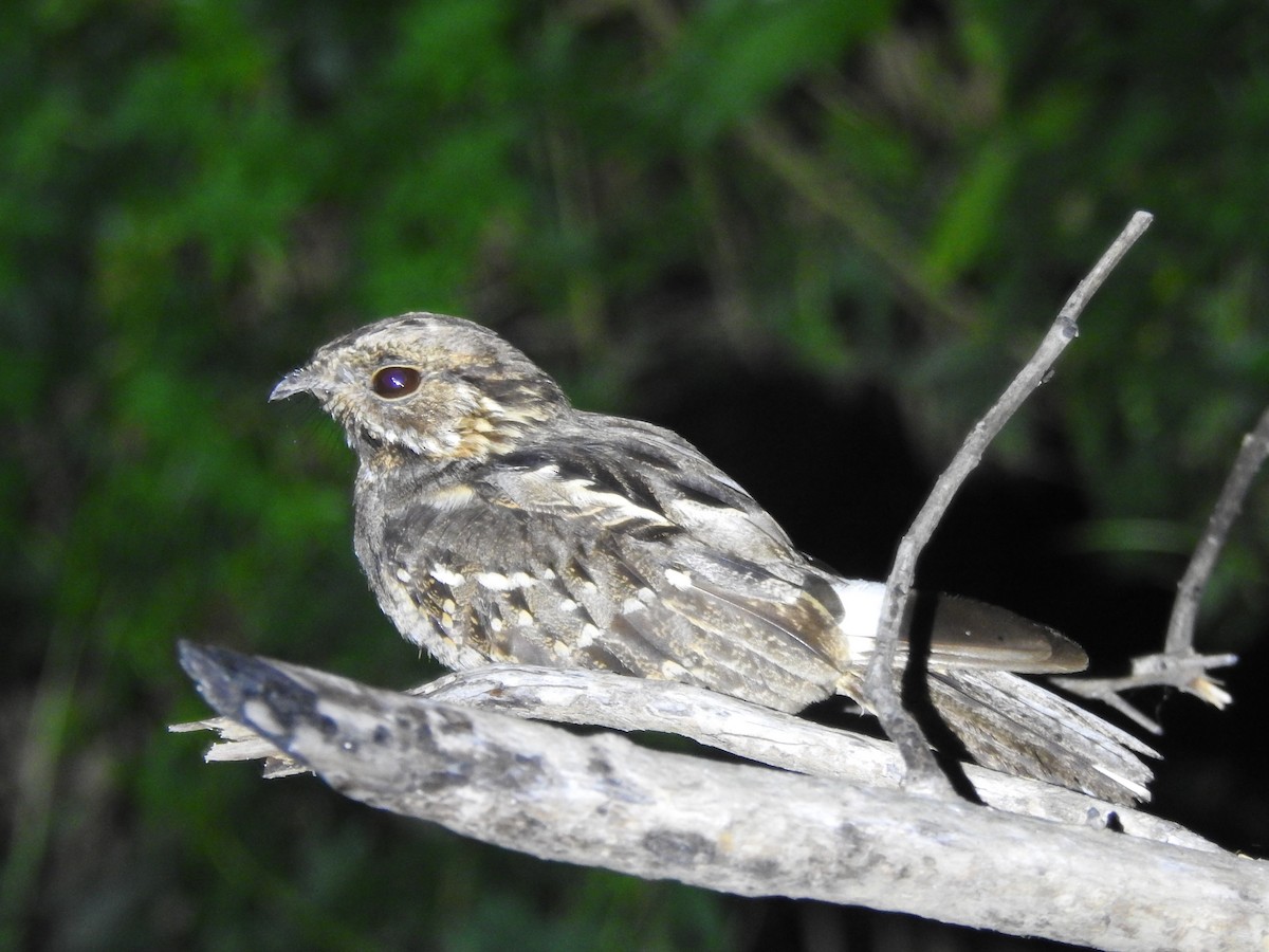 Little Nightjar - Patricio Ramírez Llorens