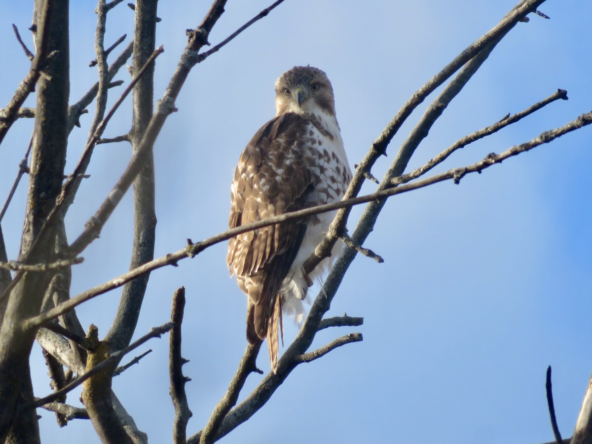 Red-tailed Hawk - Christine Cote