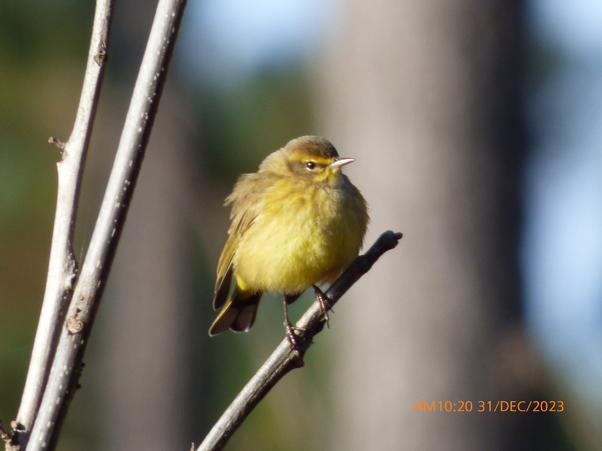 Palm Warbler (Yellow) - ML612925469