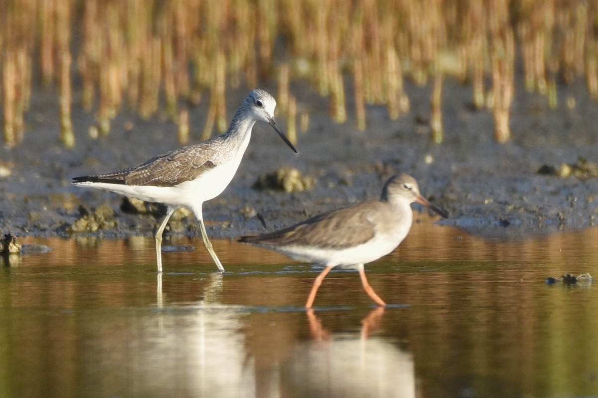 Common Greenshank - ML612925504