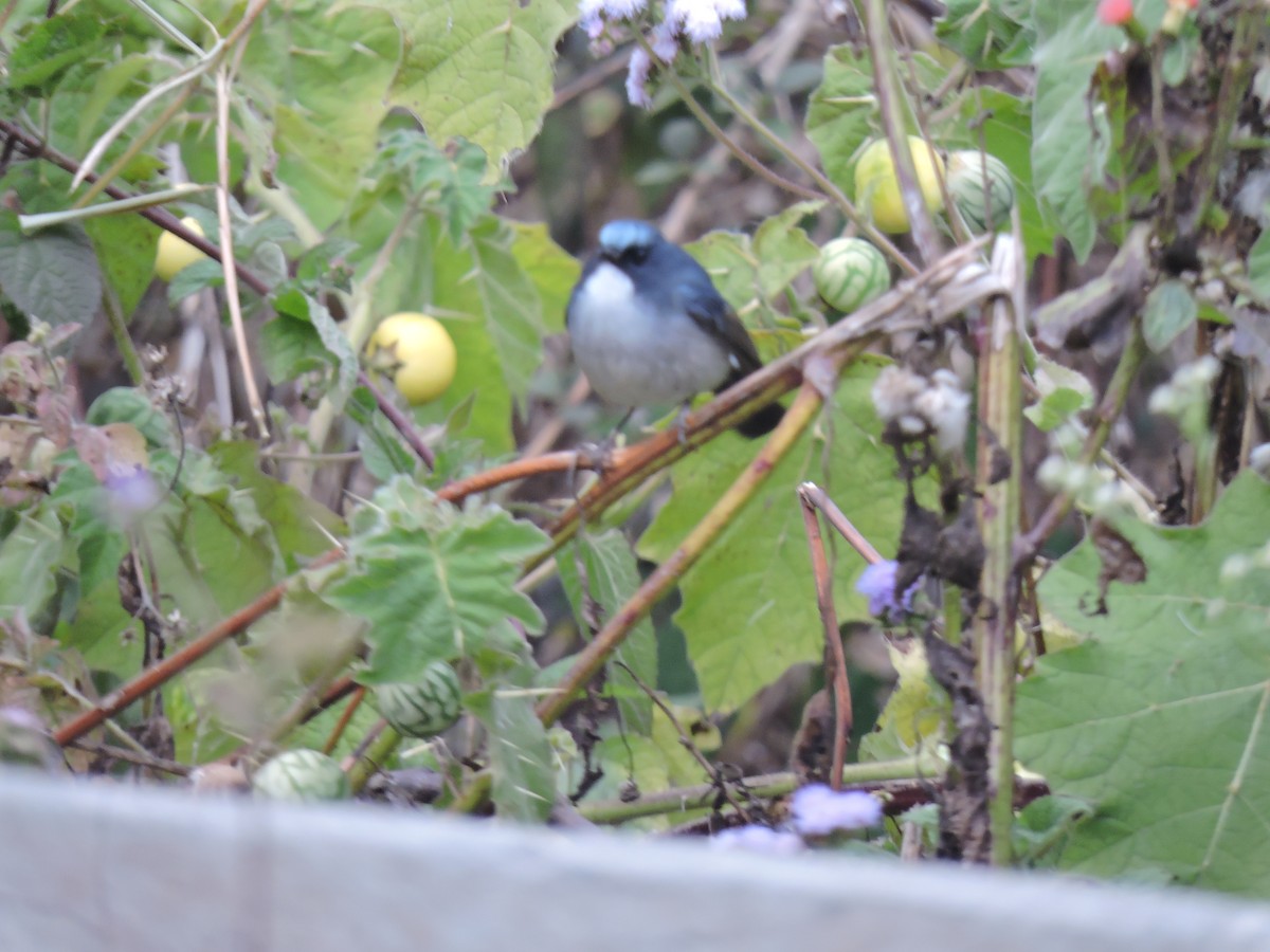 Slaty-blue Flycatcher - ML612925687