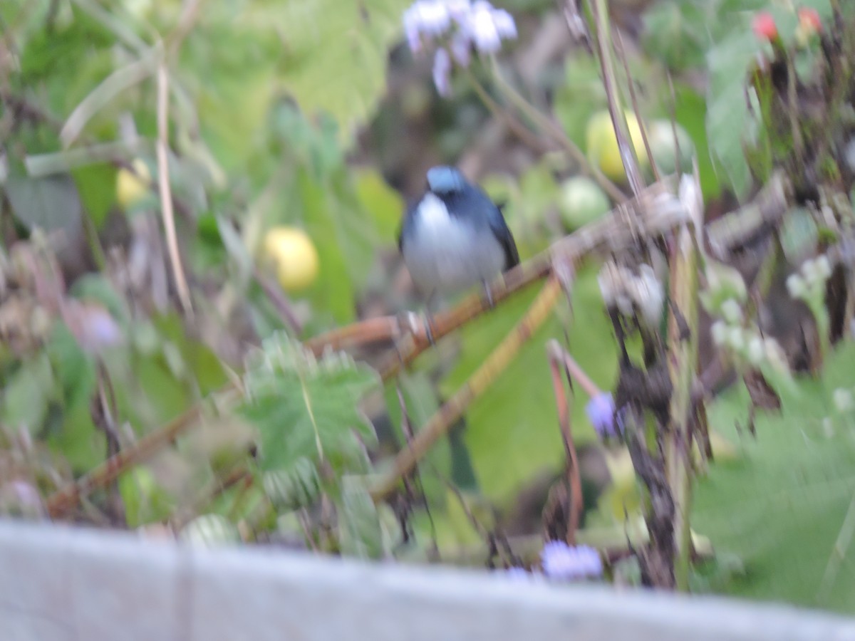 Slaty-blue Flycatcher - ML612925688