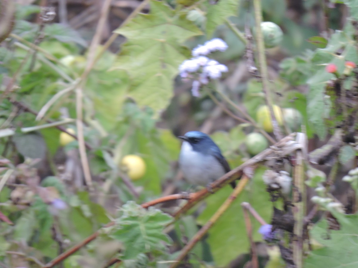 Slaty-blue Flycatcher - ML612925690