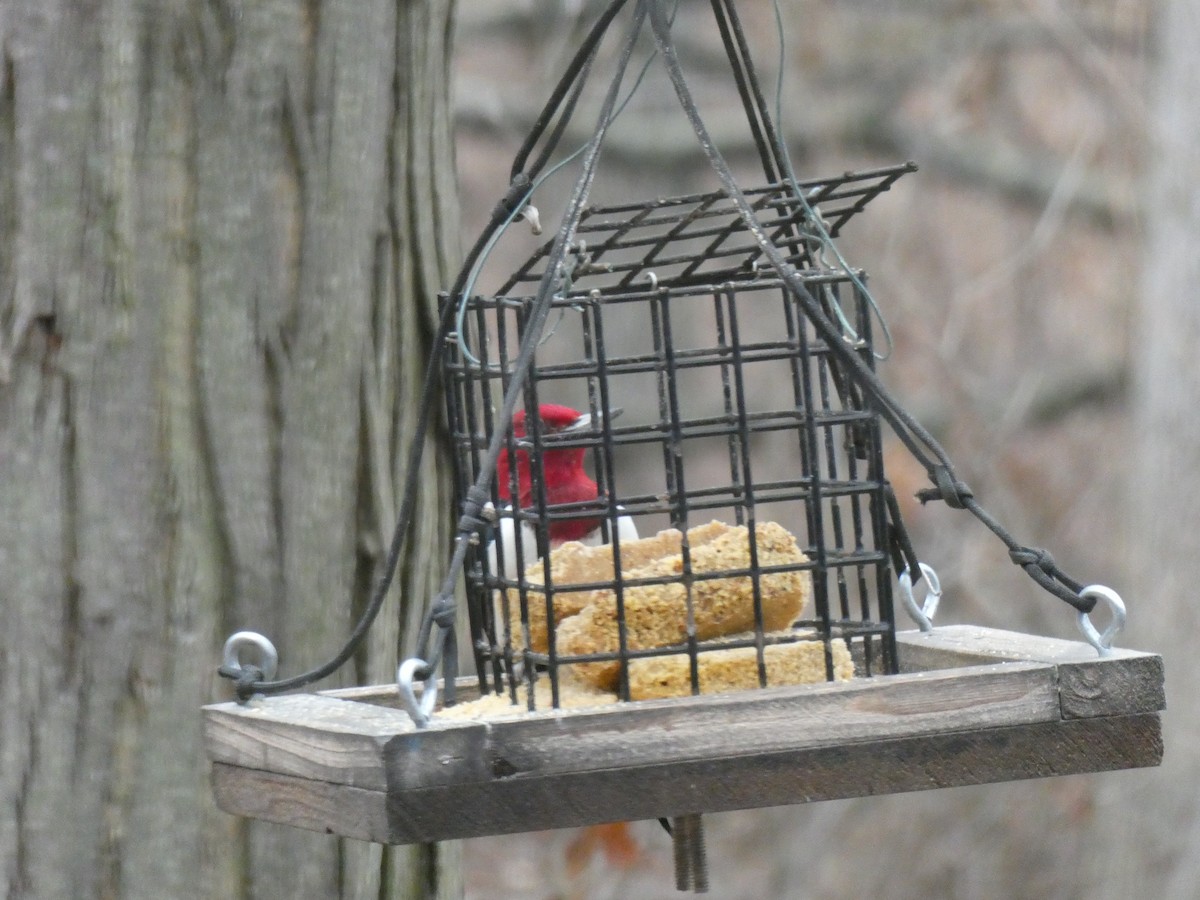 Red-headed Woodpecker - ML612925756