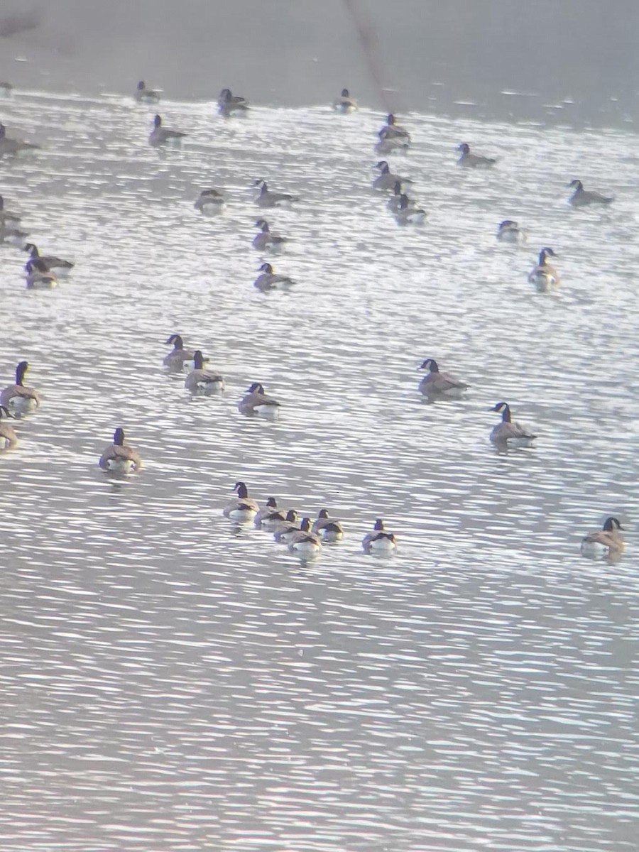 Cackling Goose - ML612925794