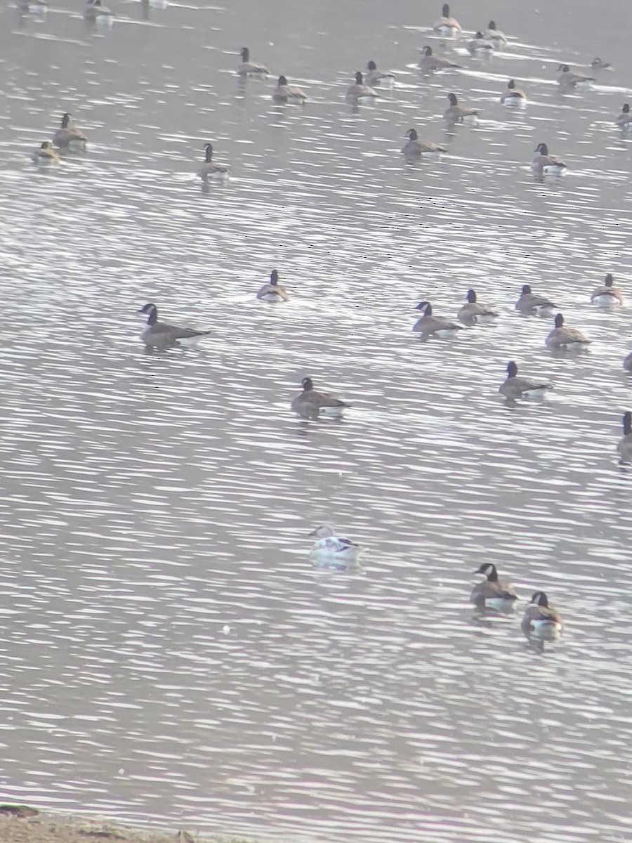 Snow Goose - ML612925803