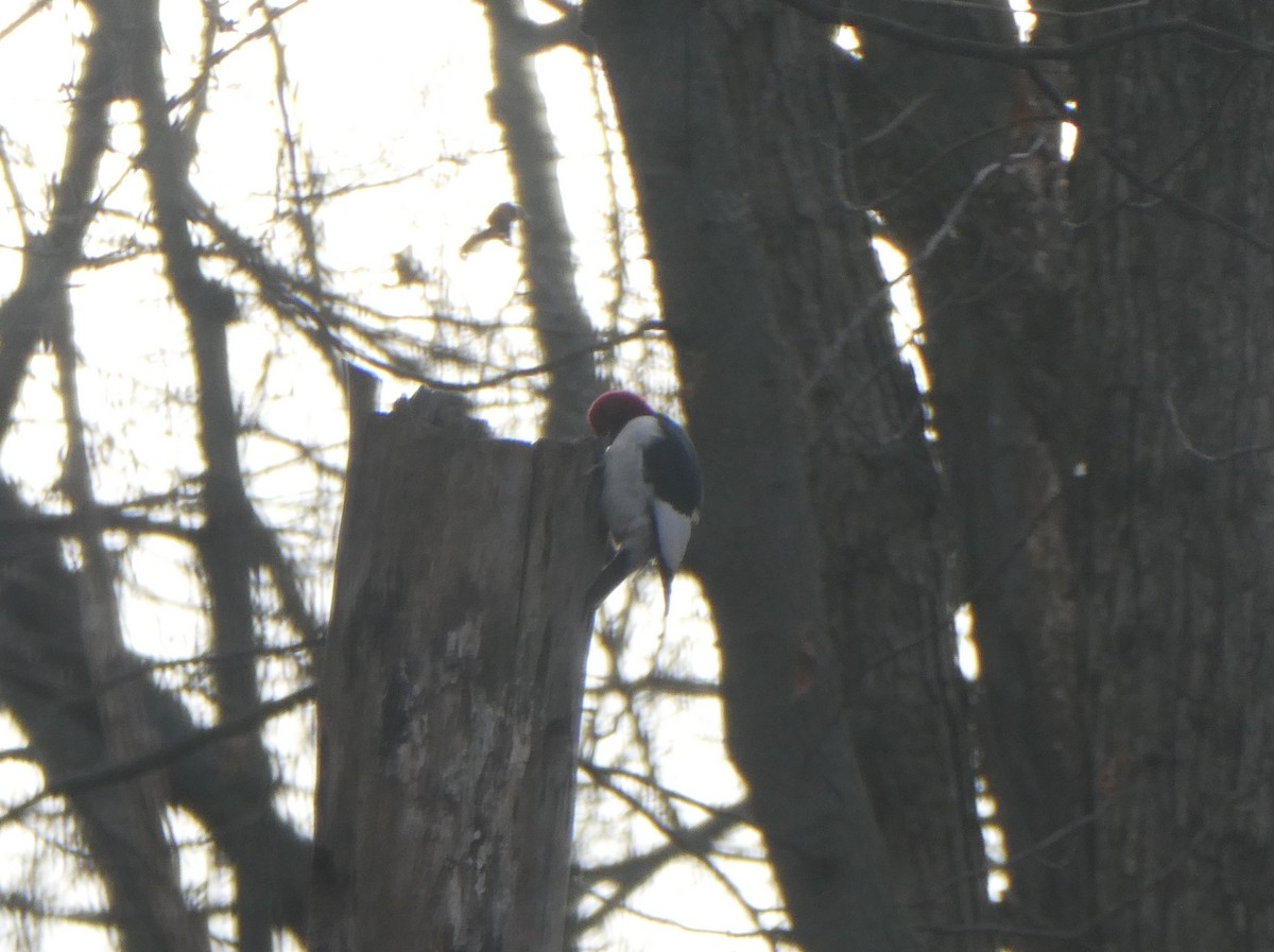 Red-headed Woodpecker - ML612925895