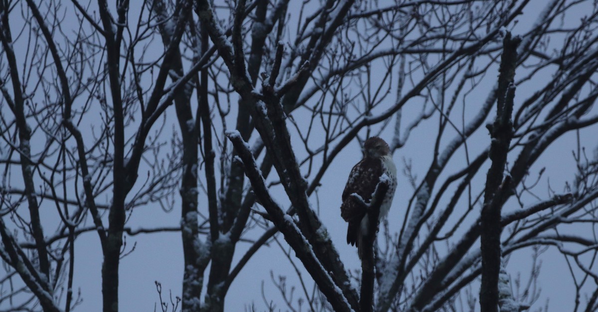 Red-tailed Hawk - ML612925940