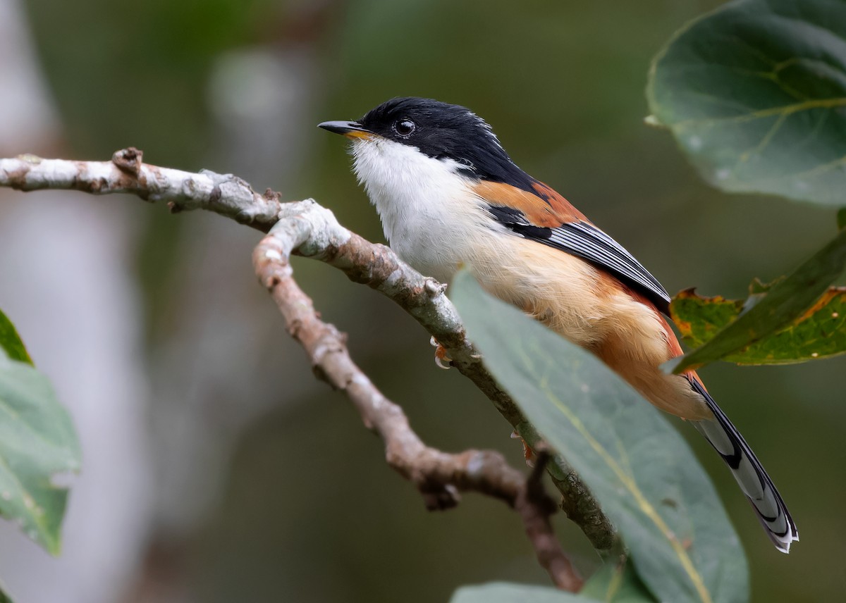 Rufous-backed Sibia (Rufous-backed) - ML612926016