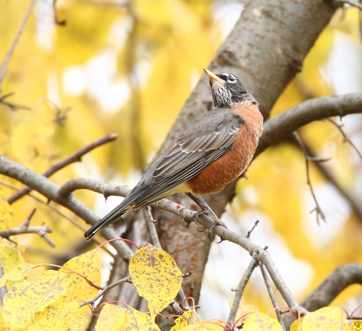 American Robin - ML612926170