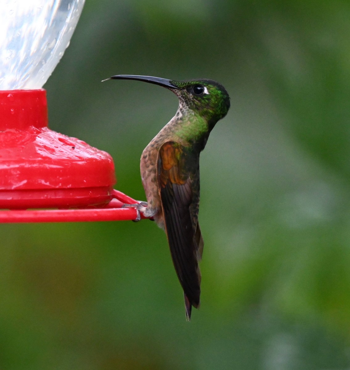 Fawn-breasted Brilliant - ML612926233