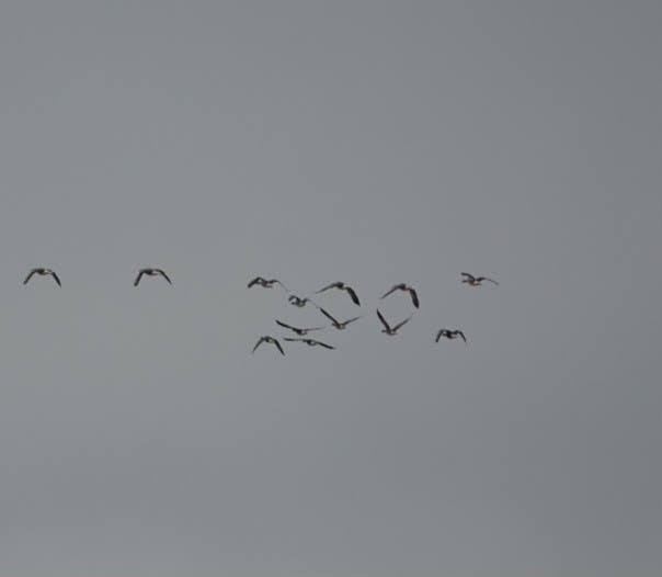 Greater White-fronted Goose - ML612926289