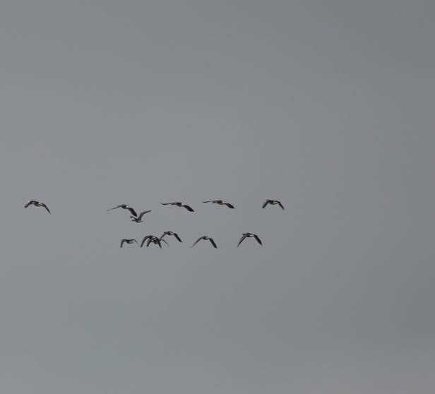 Greater White-fronted Goose - ML612926290