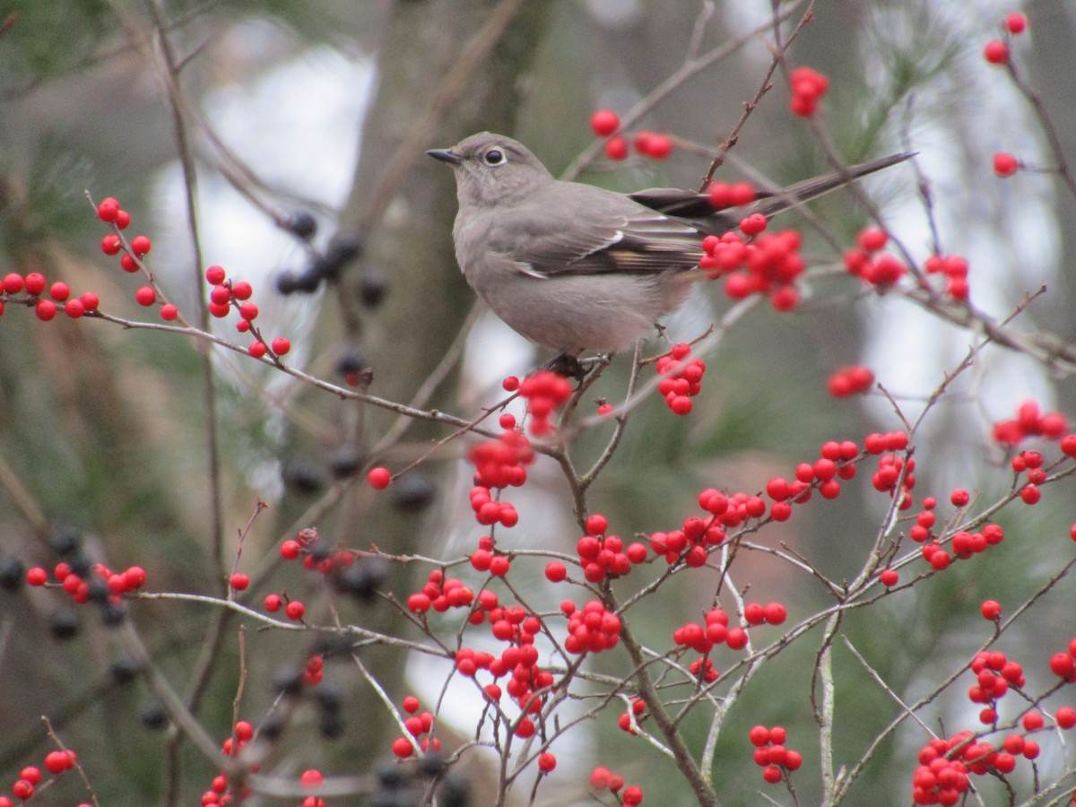 Townsend's Solitaire - ML612926324