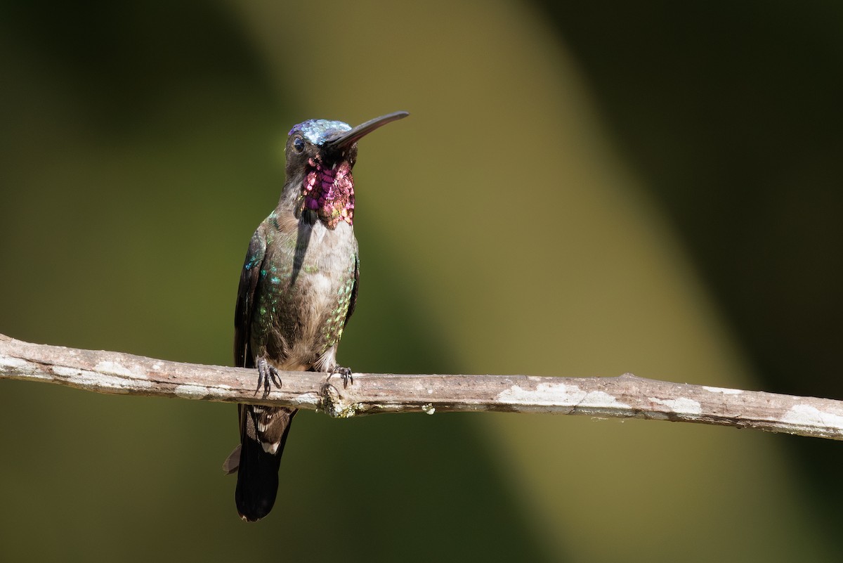 Long-billed Starthroat - ML612926396