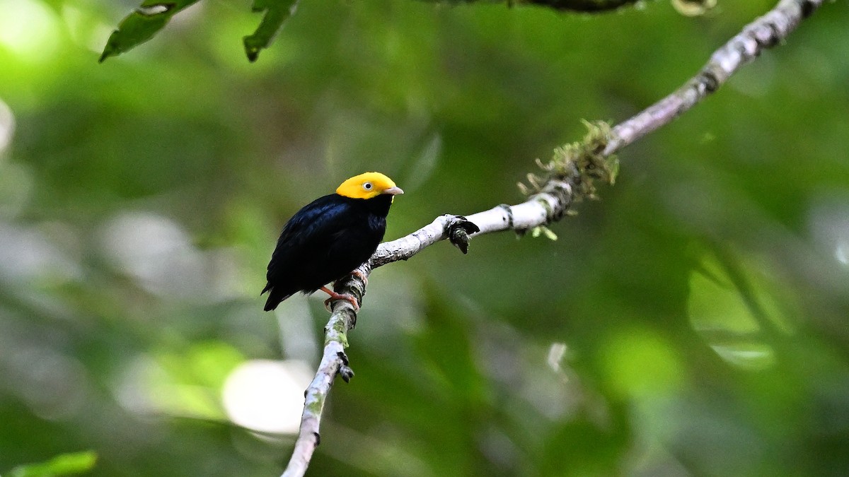 Golden-headed Manakin - ML612926408