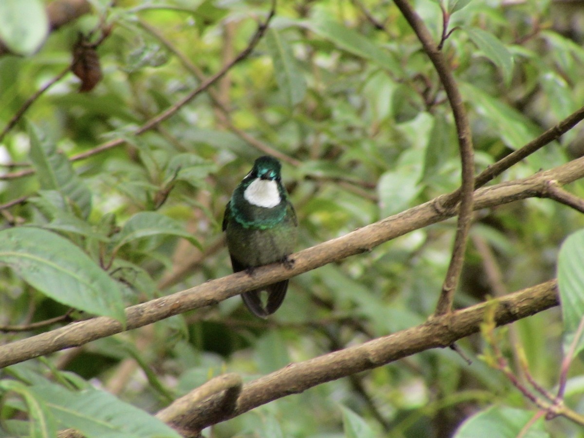 White-throated Mountain-gem (Gray-tailed) - ML612926409