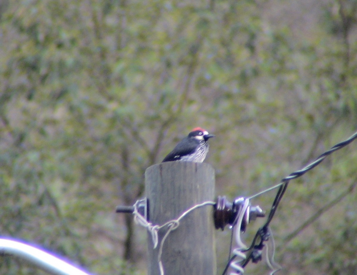 Acorn Woodpecker - ML612926413