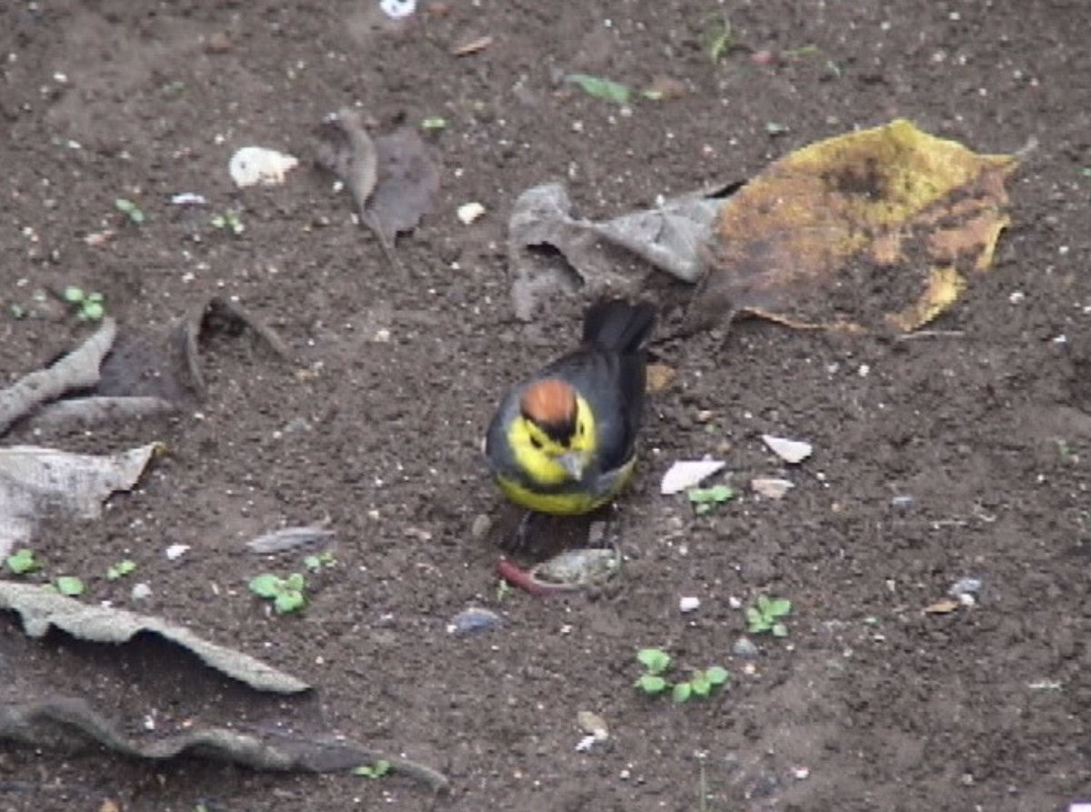 Collared Redstart - ML612926427