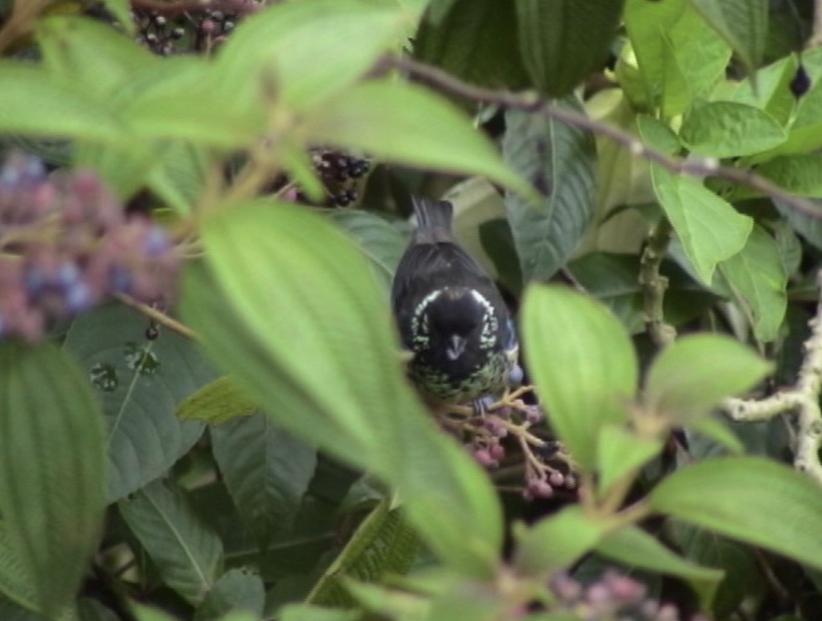 Spangle-cheeked Tanager - ML612926430