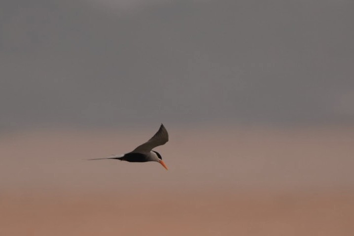 Black-bellied Tern - ML612926441