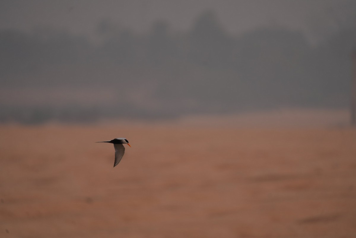 Black-bellied Tern - ML612926443