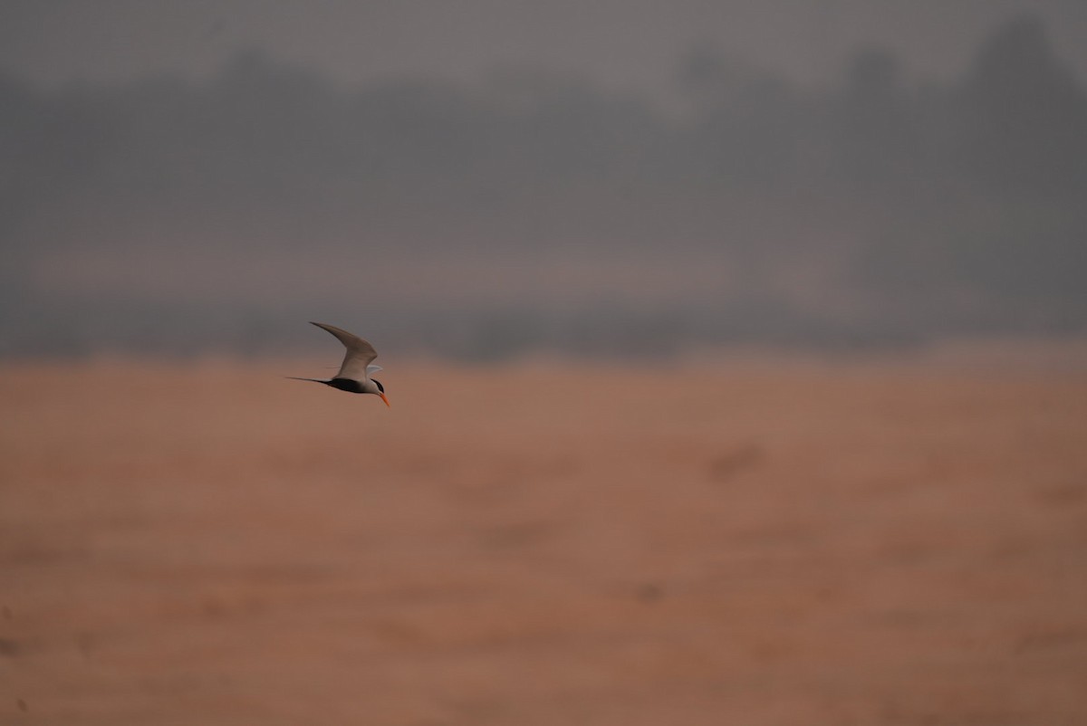 Black-bellied Tern - ML612926444