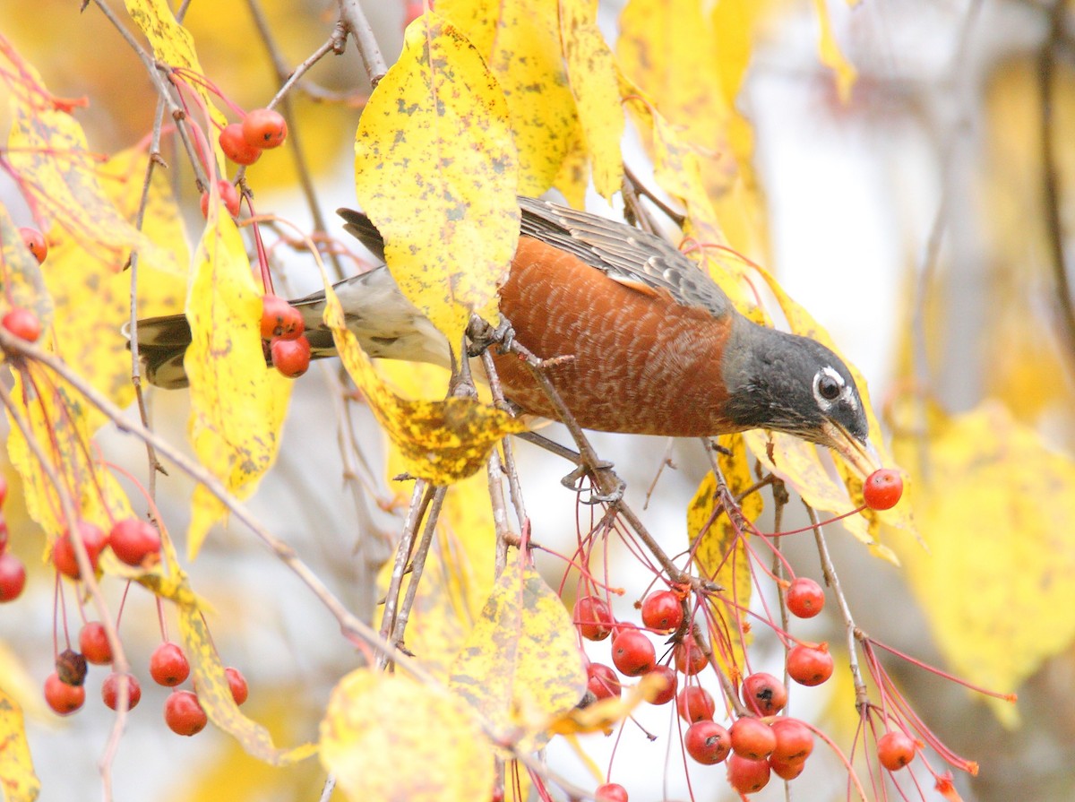 American Robin - Dave Spier