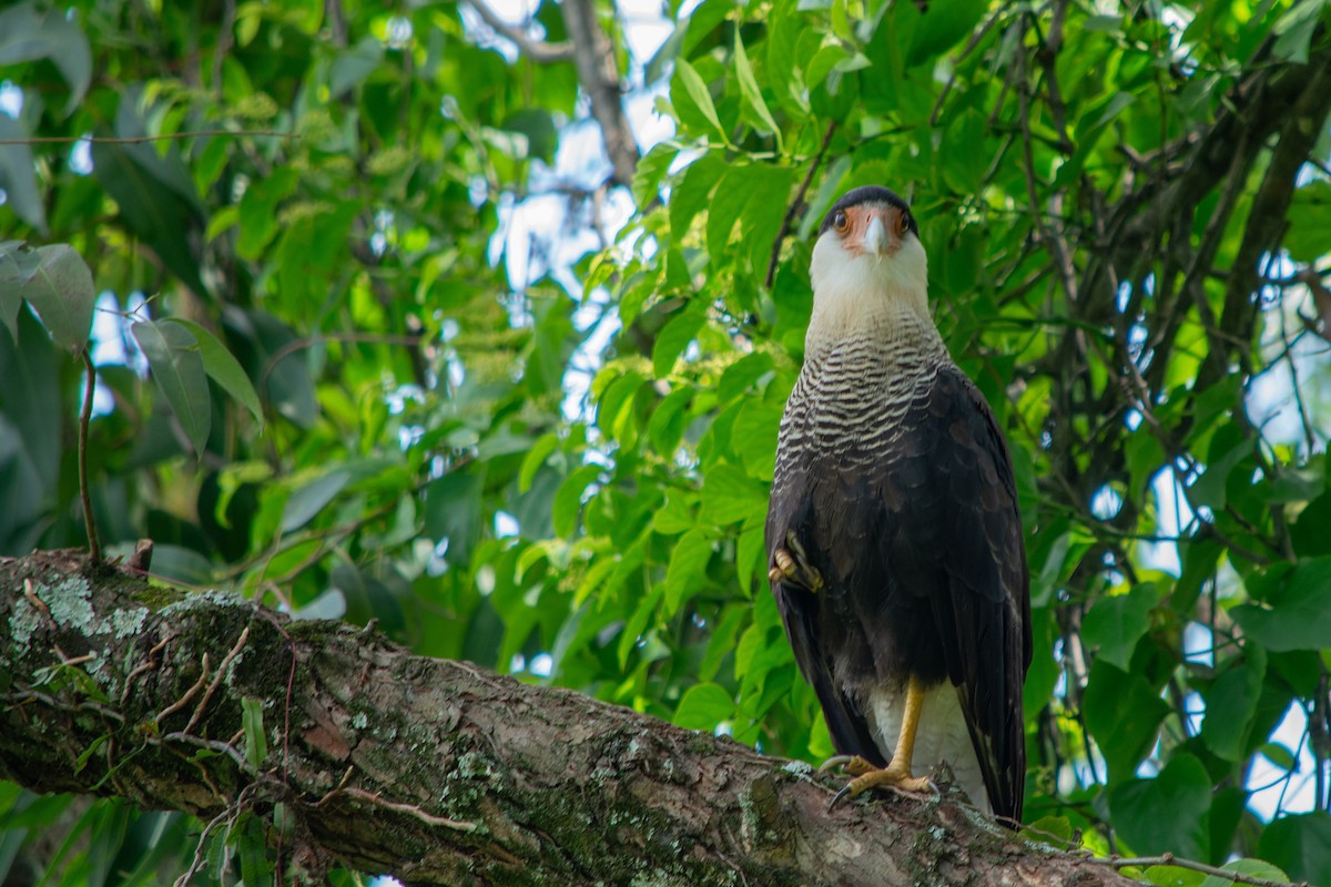 Caracara Carancho - ML612926568