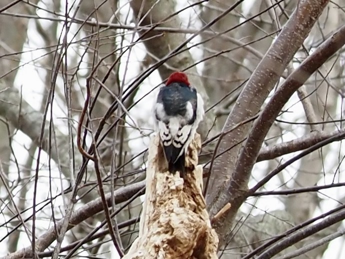 Red-headed Woodpecker - ML612926663