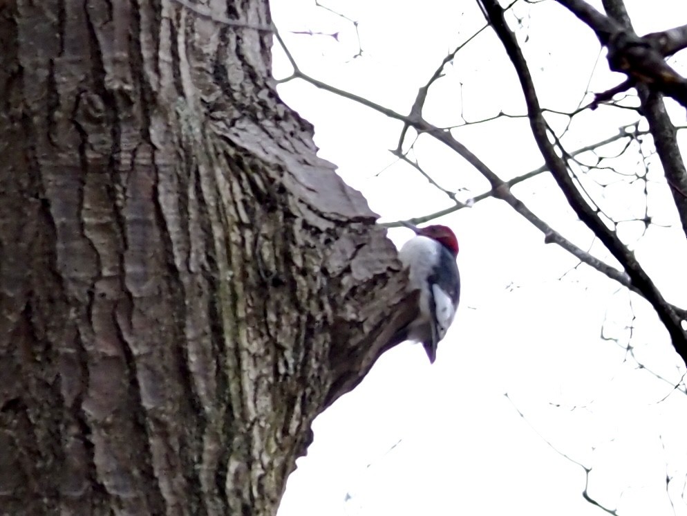 Red-headed Woodpecker - ML612926664