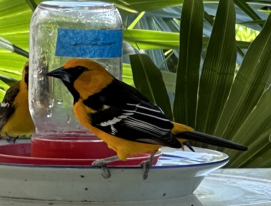 Altamira Oriole - ML612926682