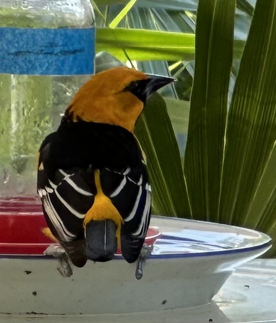 Altamira Oriole - ML612926683