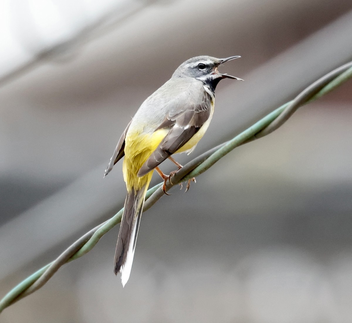 Gray Wagtail - Yacho Mashuu