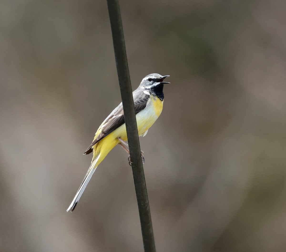 Gray Wagtail - ML612926718