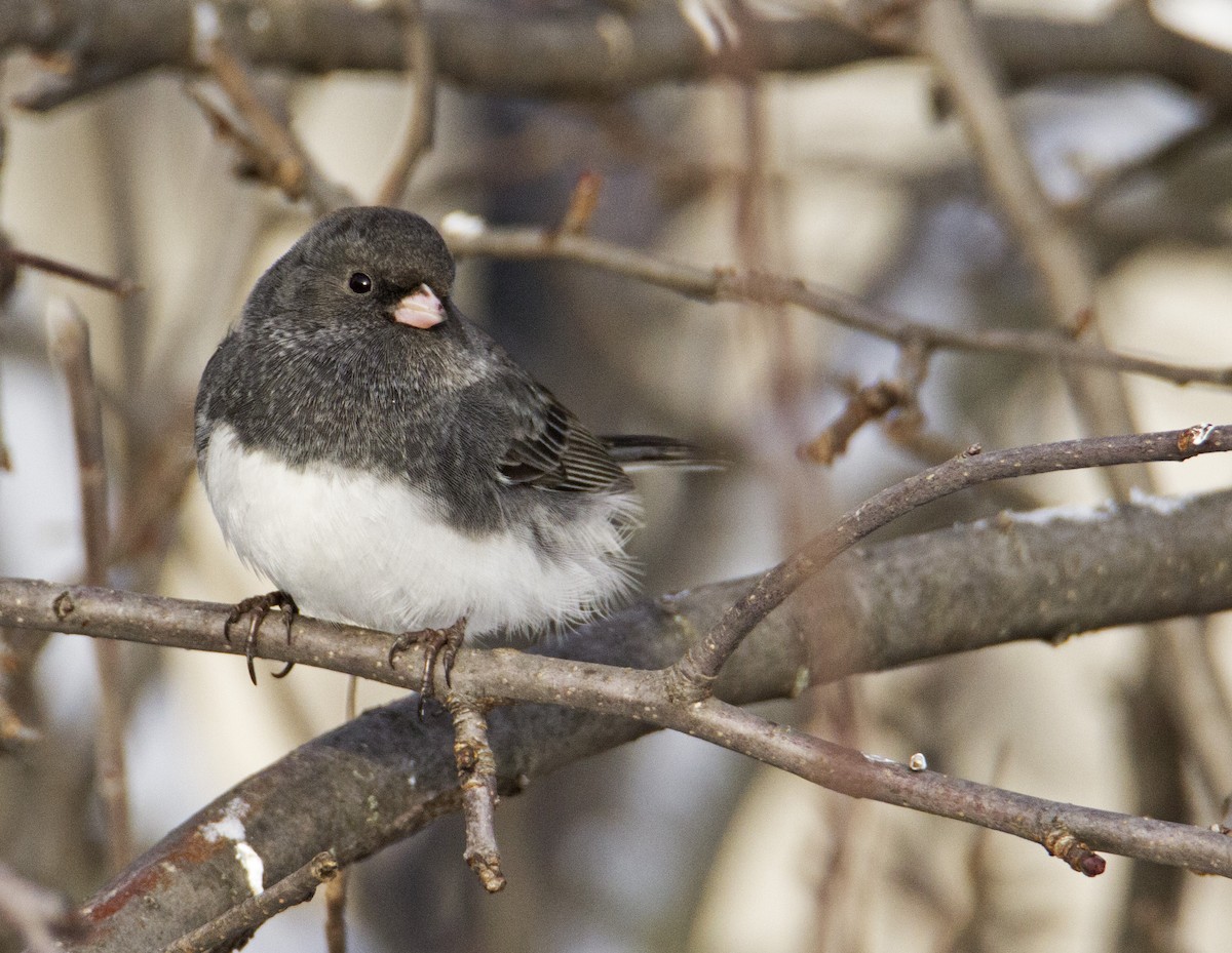 Dark-eyed Junco - ML612926814