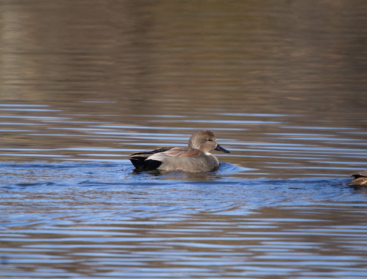 Gadwall - ML612926856