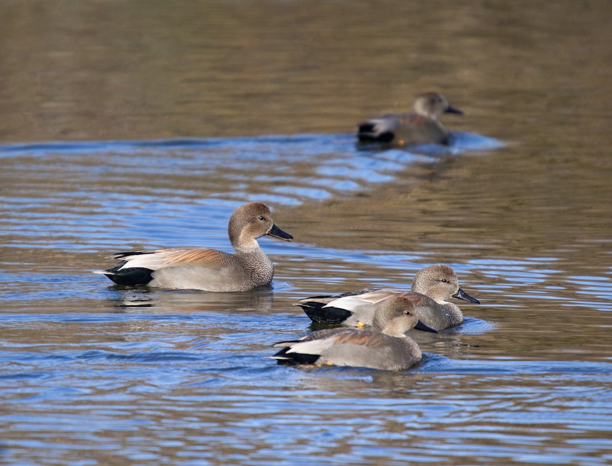 Gadwall - Megan Migues