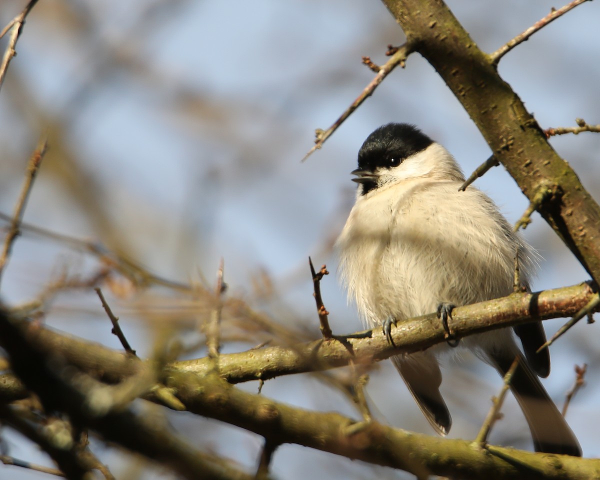 Marsh Tit - ML612926861