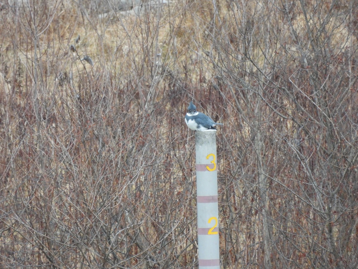 Belted Kingfisher - ML612926877