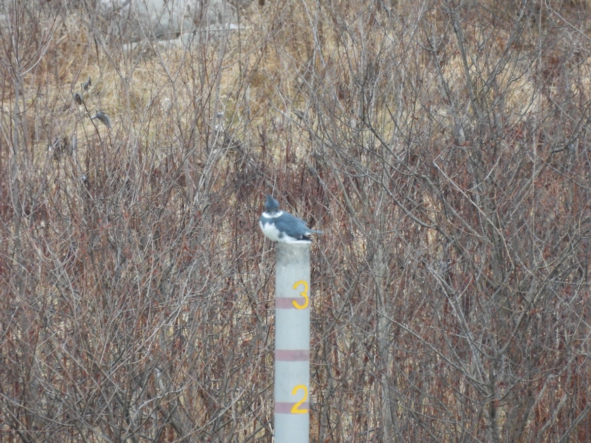 Belted Kingfisher - ML612926878