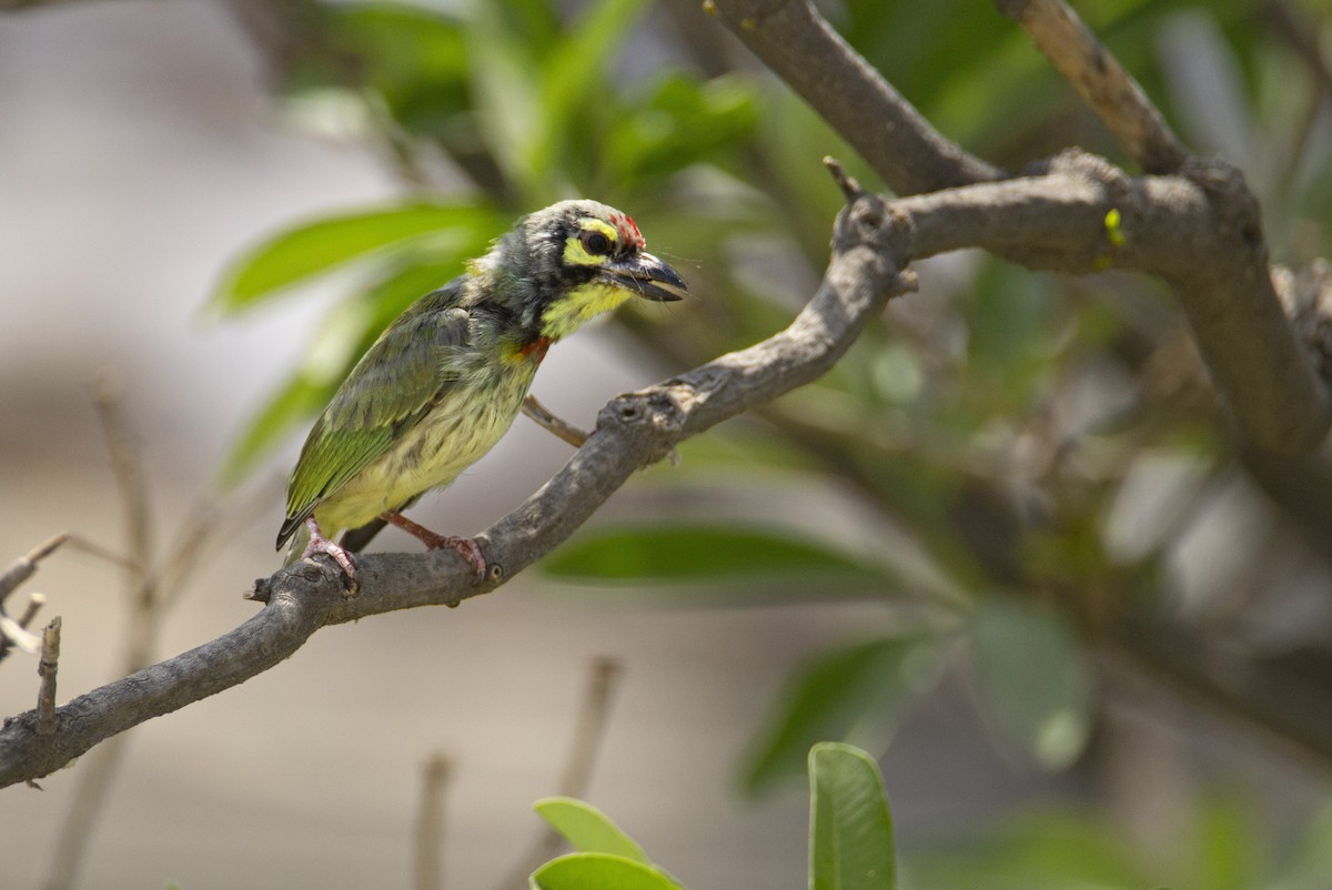 Coppersmith Barbet - ML612927245