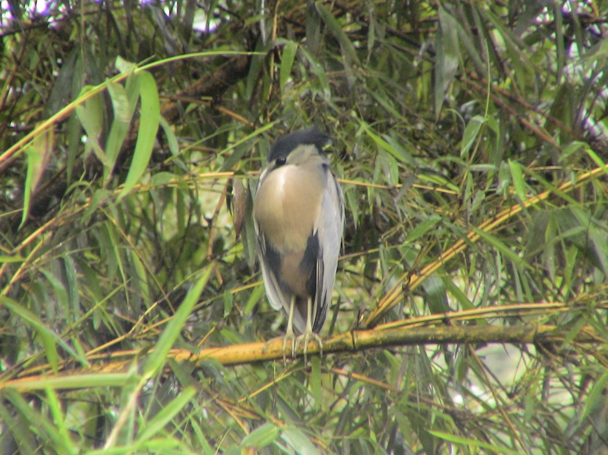 Boat-billed Heron - ML612927294