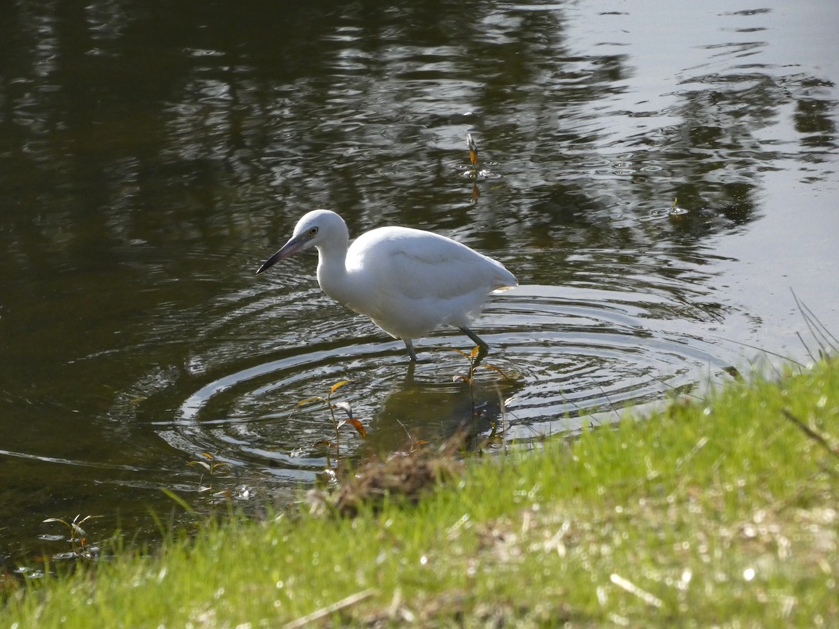 Little Blue Heron - ML612927315