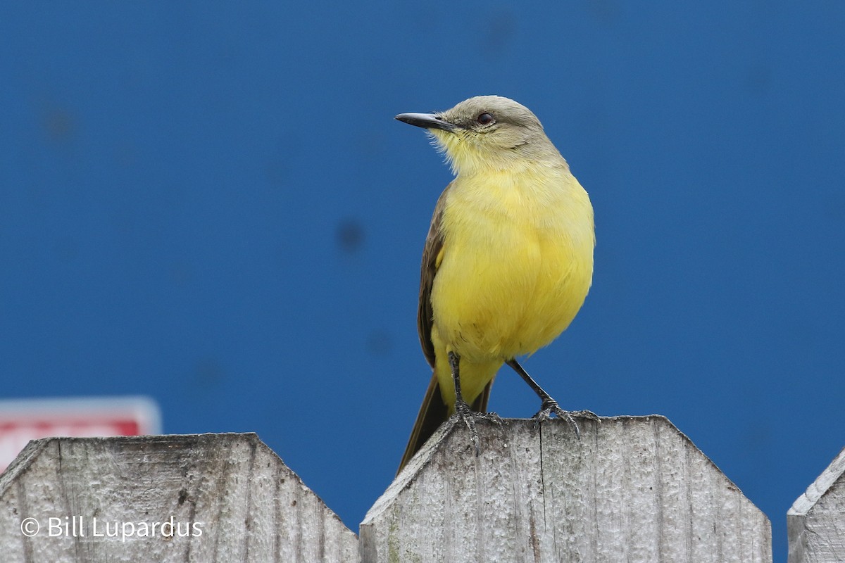 Cattle Tyrant - ML612927346