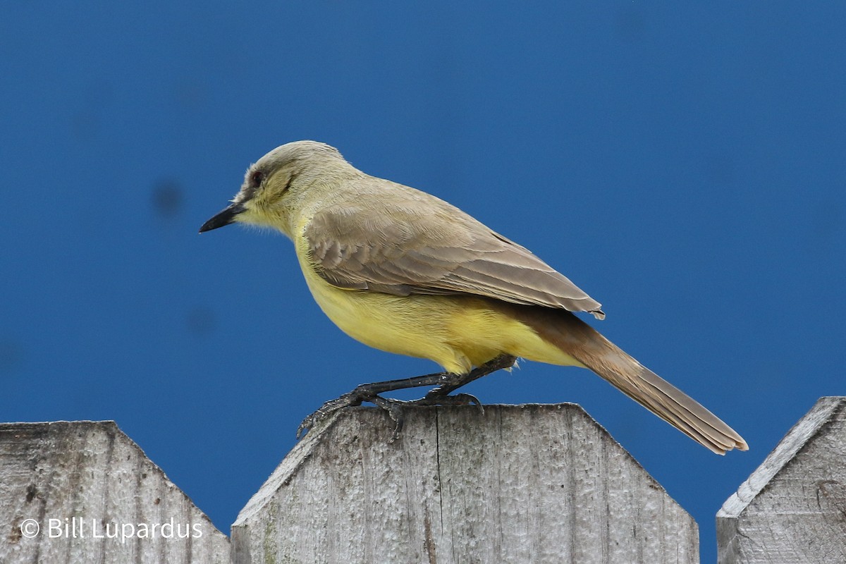 Cattle Tyrant - ML612927353