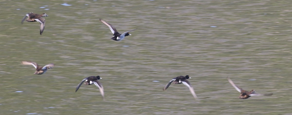 Ring-necked Duck - ML612927400