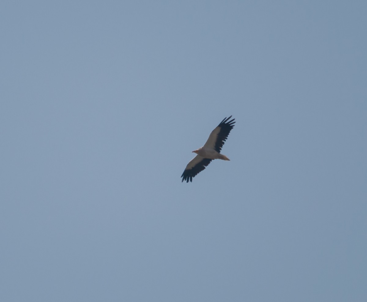 Egyptian Vulture - ML612927435